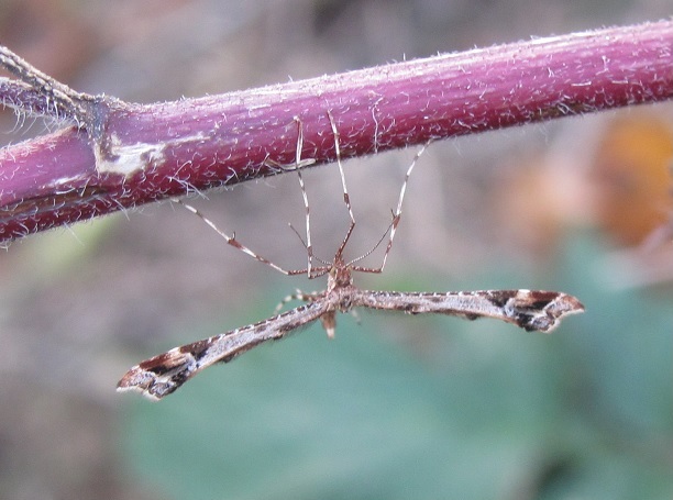 Amblyptilia acanthadactyla (Pterophoridae)